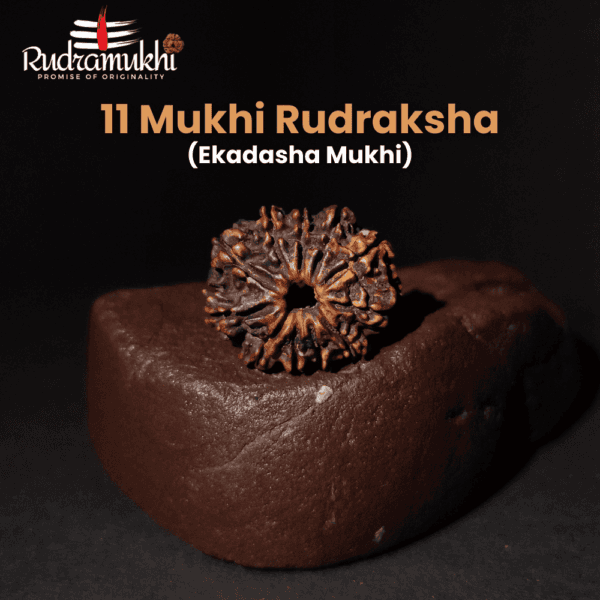 11-mukhi-rudraksha