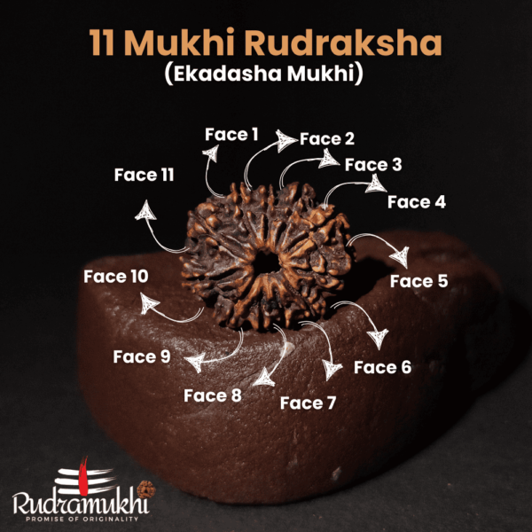 Ekadasha Mukhi Rudraksha Bead (11-Faced Rudraksha Bead) - Image 2