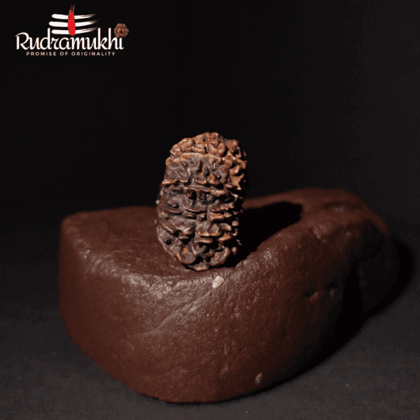 Ekadasha Mukhi Rudraksha Bead (11-Faced Rudraksha Bead) - Image 4