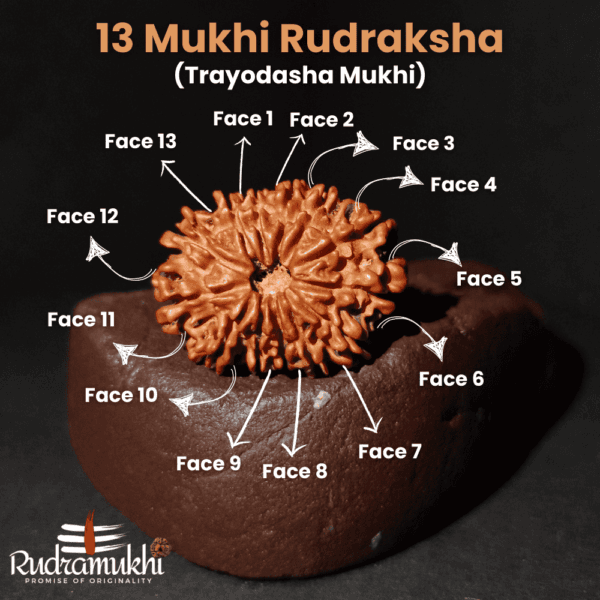Trayodasha Mukhi Rudraksha Bead (13-Faced Rudraksha Bead) - Image 2