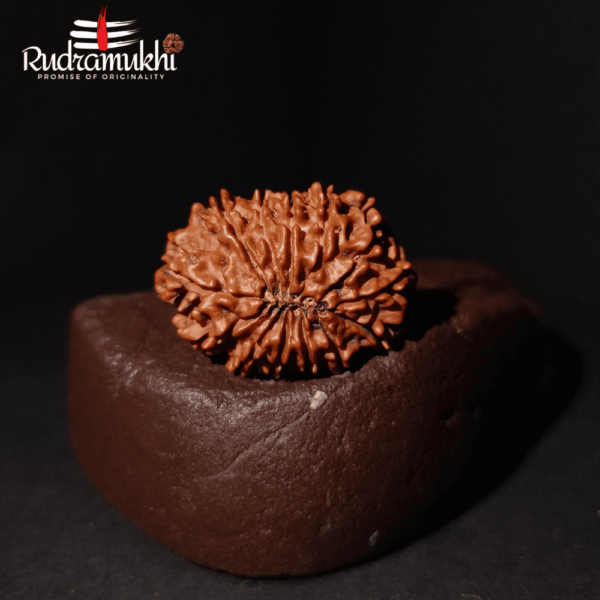 Trayodasha Mukhi Rudraksha Bead (13-Faced Rudraksha Bead) - Image 5