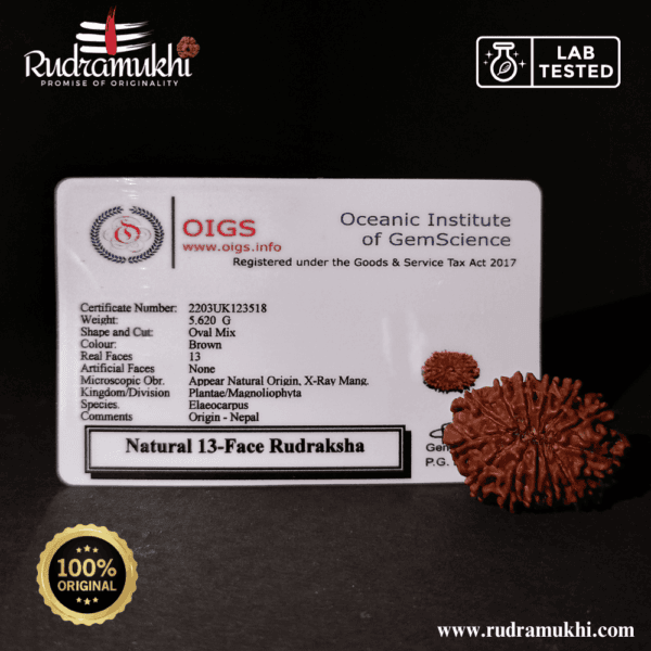 Trayodasha Mukhi Rudraksha Bead (13-Faced Rudraksha Bead) - Image 4