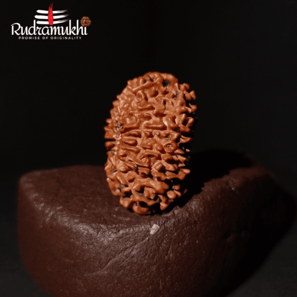 Trayodasha Mukhi Rudraksha Bead (13-Faced Rudraksha Bead) - Image 3