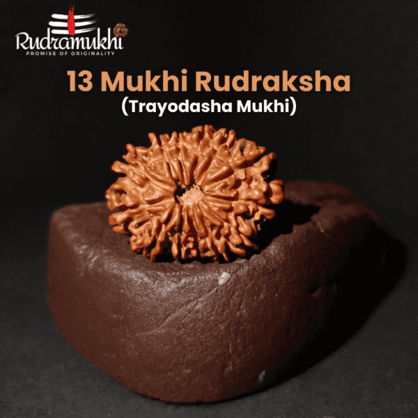 13-mukhi-rudraksha
