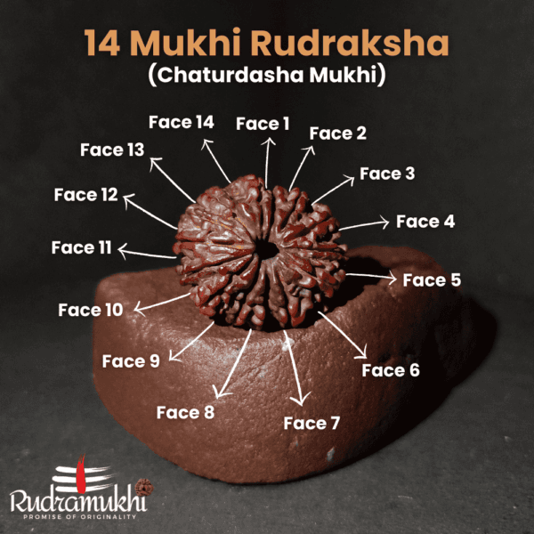 Chaturdasha Mukhi Rudraksha Bead (14-Faced Rudraksha Bead) - Image 2