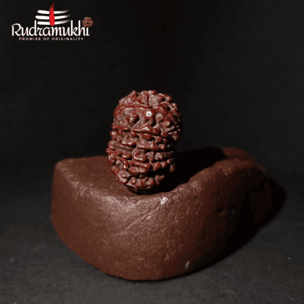 Chaturdasha Mukhi Rudraksha Bead (14-Faced Rudraksha Bead) - Image 5