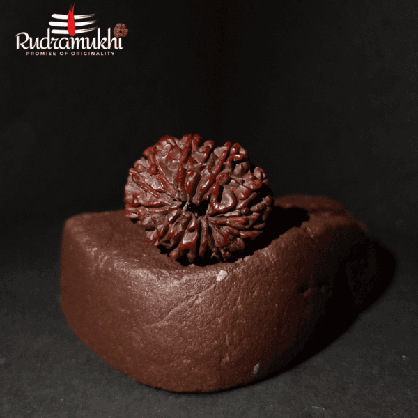 Chaturdasha Mukhi Rudraksha Bead (14-Faced Rudraksha Bead) - Image 3