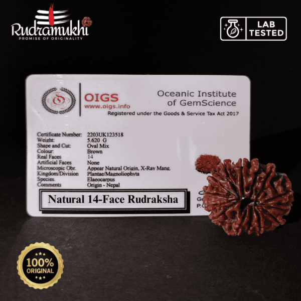 Chaturdasha Mukhi Rudraksha Bead (14-Faced Rudraksha Bead) - Image 4