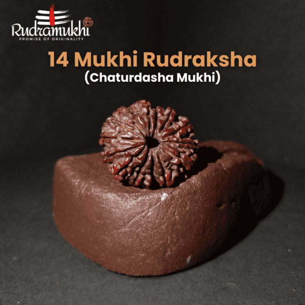 14-mukhi-rudraksha