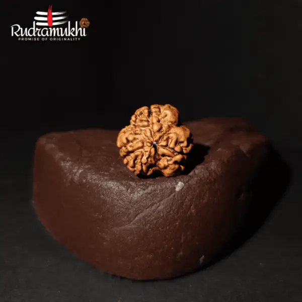 3 Mukhi Rudraksha bead