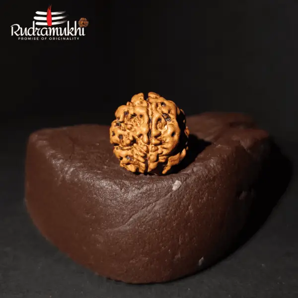 Tri Mukhi Rudraksha Bead (3-Faced Rudraksha Bead) - Image 5