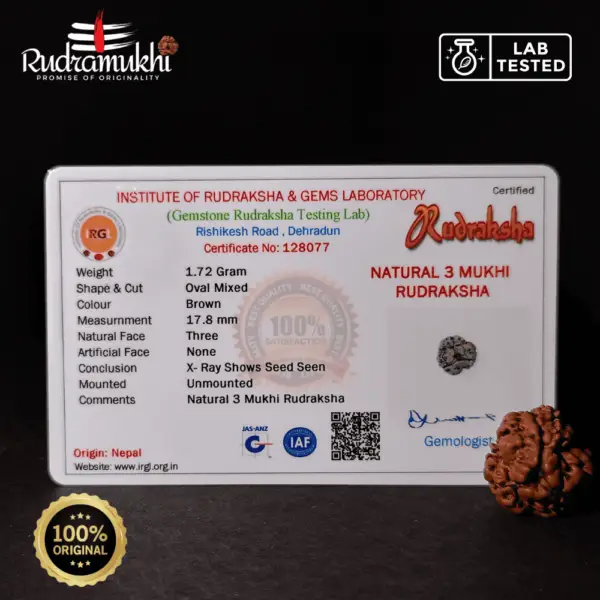 Tri Mukhi Rudraksha Bead (3-Faced Rudraksha Bead) - Image 4