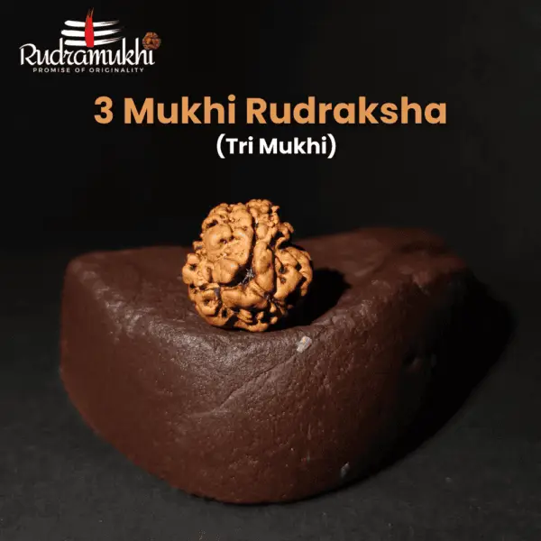 tri-mukhi-rudraksha-bead