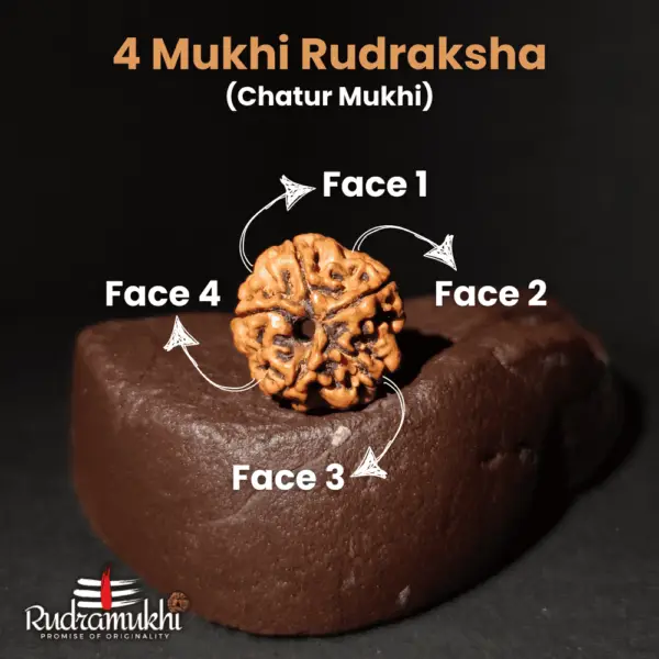 Chatur Mukhi Rudraksha Bead (4-Faced Rudraksha Bead) - Image 2
