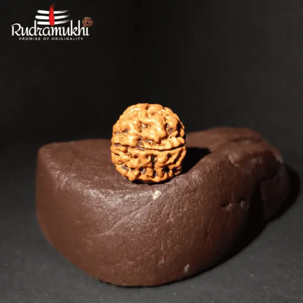 Chatur Mukhi Rudraksha Bead (4-Faced Rudraksha Bead) - Image 3