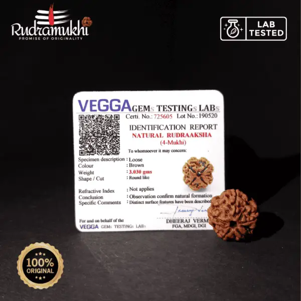 Chatur Mukhi Rudraksha Bead (4-Faced Rudraksha Bead) - Image 4