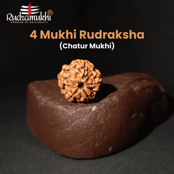 chatur-mukhi-rudraksha-bead