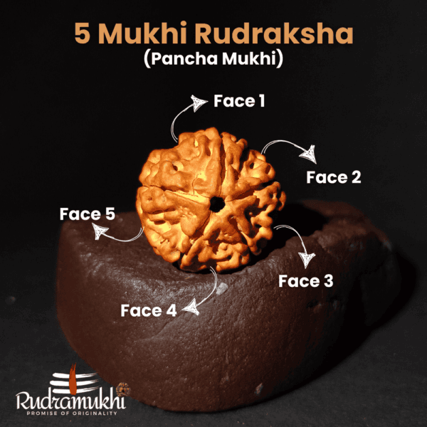 Panch Mukhi Rudraksha Bead (5-Faced Rudraksha Bead) - Image 2