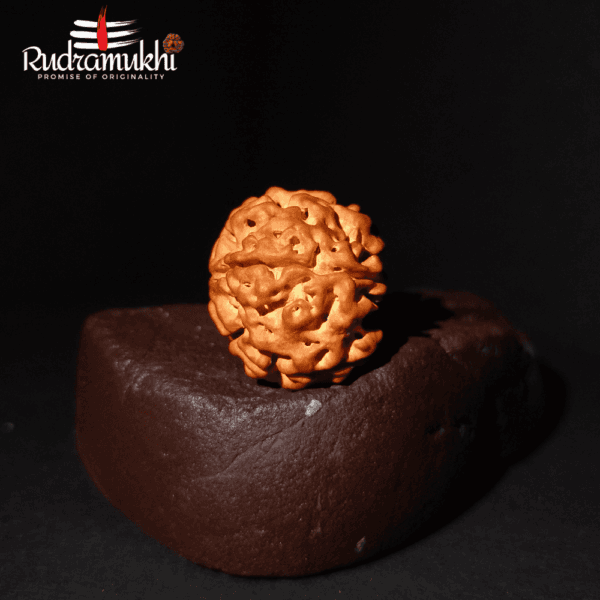 Panch Mukhi Rudraksha Bead (5-Faced Rudraksha Bead) - Image 3