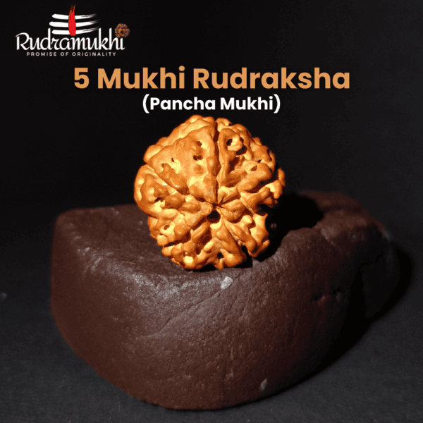 panch-mukhi-rudraksha