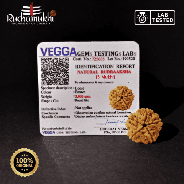Panch Mukhi Rudraksha Bead (5-Faced Rudraksha Bead) - Image 4