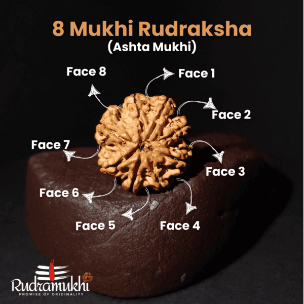 Ashta Mukhi Rudraksha Bead (8-Faced Rudraksha Bead) - Image 2
