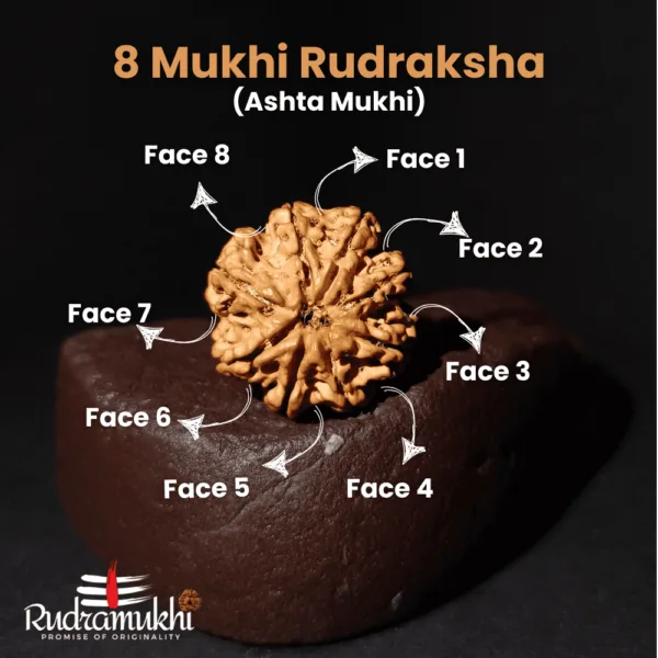 Ashta Mukhi Rudraksha Bead (8-Faced Rudraksha Bead) - Image 2