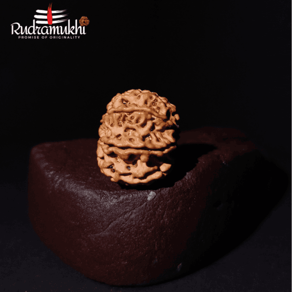 Ashta Mukhi Rudraksha Bead (8-Faced Rudraksha Bead) - Image 3