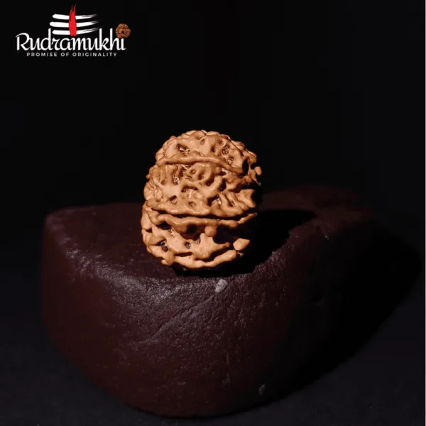 Ashta Mukhi Rudraksha Bead (8-Faced Rudraksha Bead) - Image 3