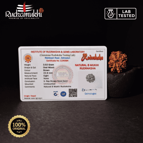 Ashta Mukhi Rudraksha Bead (8-Faced Rudraksha Bead) - Image 4