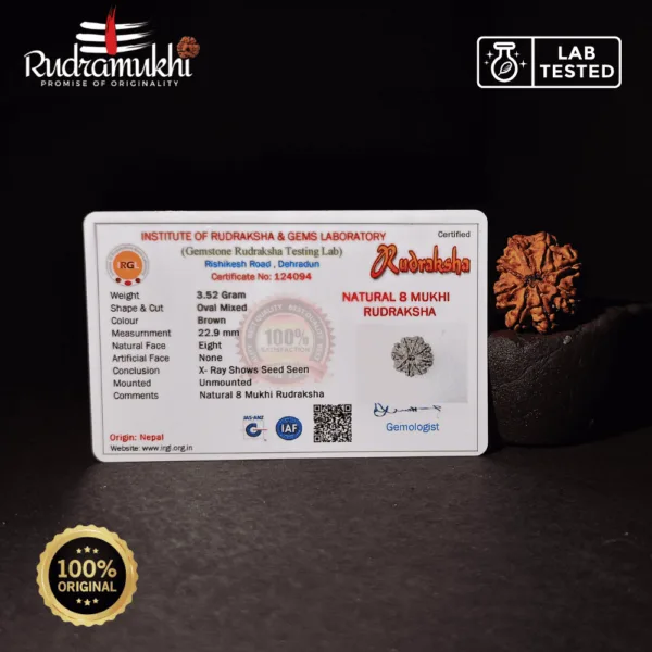 Ashta Mukhi Rudraksha Bead (8-Faced Rudraksha Bead) - Image 4