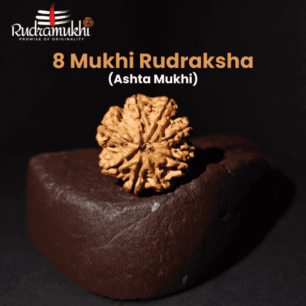 8-mukhi-rudraksha