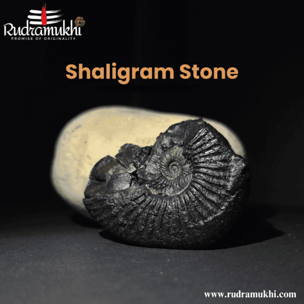 shaligram-stone