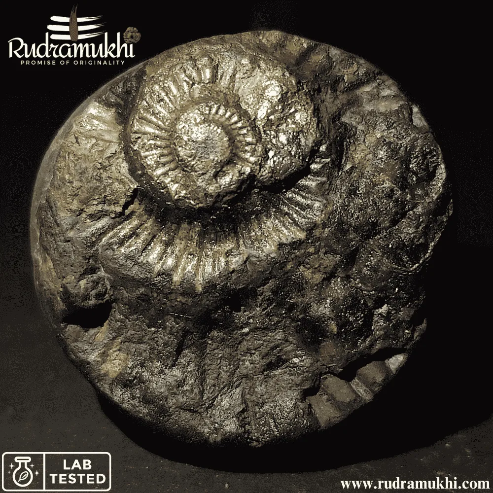 Shaligram Stone (Oval Shape) - Image 2