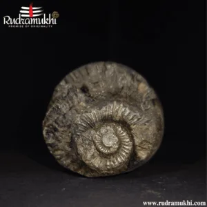 shaligram-stone-oval-shape
