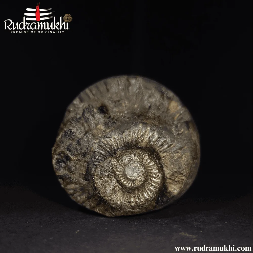 shaligram-stone-oval-shape