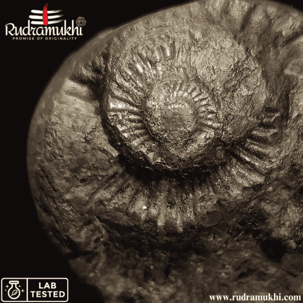 Shaligram Stone (Oval Shape) - Image 3