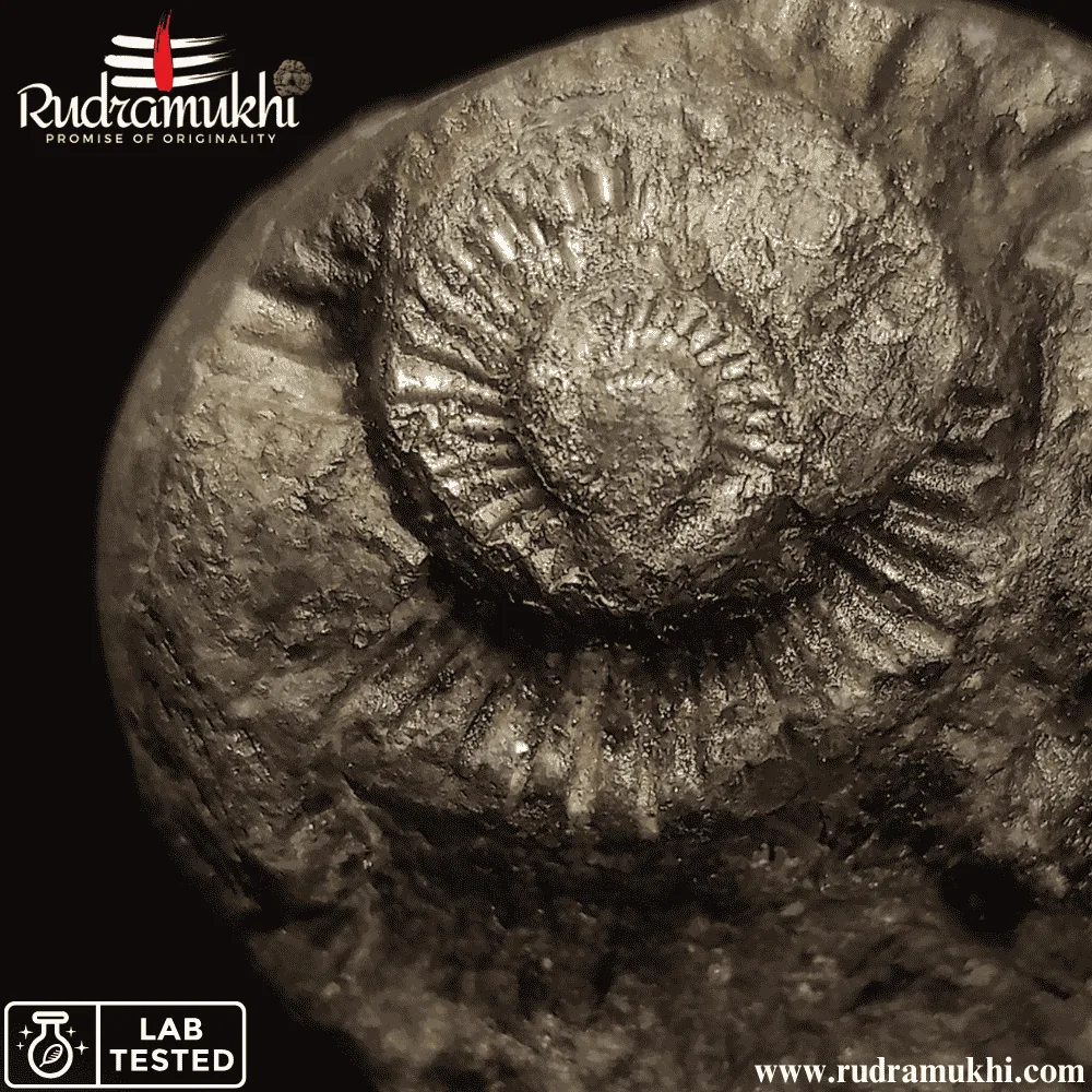Shaligram Stone (Oval Shape) - Image 3