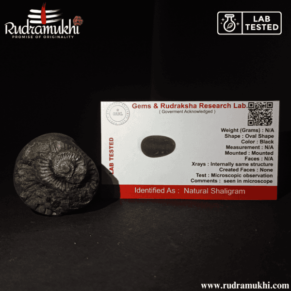 Shaligram Stone (Oval Shape) - Image 4
