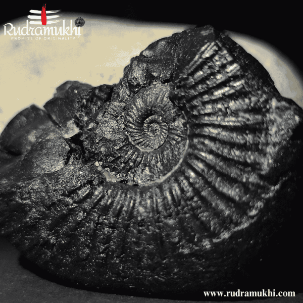 Shaligram Stone (2 Stones) - Image 3