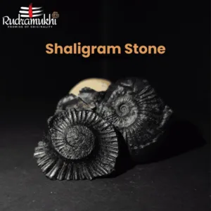 shaligram-stone
