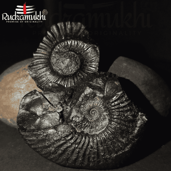 Shaligram Stone (2 Stones) - Image 4