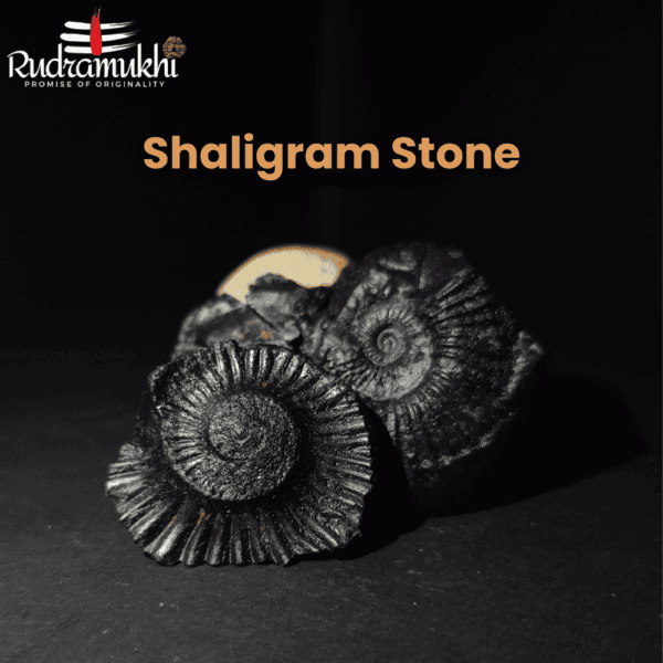 shaligram-stone