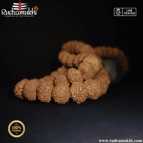 10-mukhi-rudraksha-kantha-mala