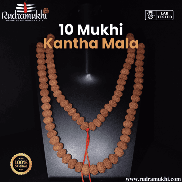 10-mukhi-rudraksha-kantha-mala