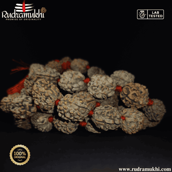 3-mukhi-rudraksha-kantha-mala