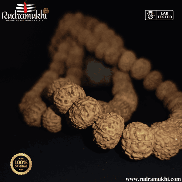 7-mukhi-rudraksha-kantha-mala