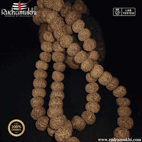 7-mukhi-rudraksha-kantha-mala