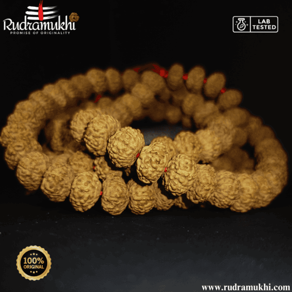 8-mukhi-rudraksha-kantha-mala