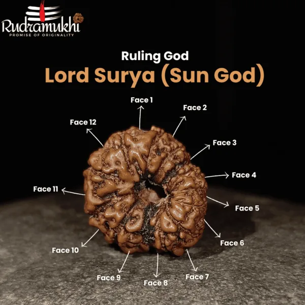indonesian-12-mukhi-rudraksha